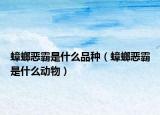 蟑螂惡霸是什么品種（蟑螂惡霸是什么動物）