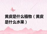 黃皮是什么植物（黃皮是什么水果）
