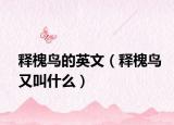 釋槐鳥的英文（釋槐鳥又叫什么）