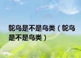 鴕鳥(niǎo)是不是鳥(niǎo)類（鴕鳥(niǎo)是不是鳥(niǎo)類）