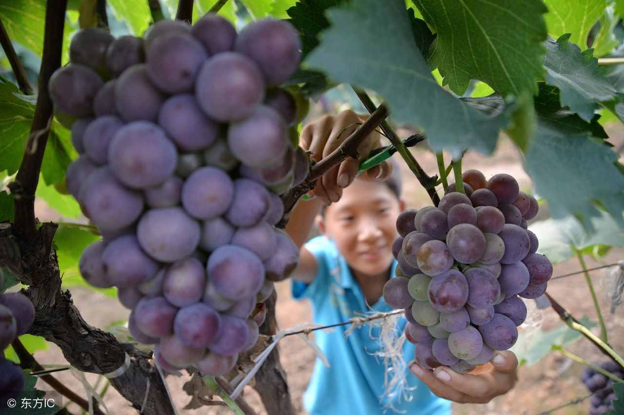 種植葡萄什么品種好？長(zhǎng)得雖像，口味不同，這些葡萄你都認(rèn)識(shí)嘛？