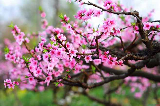 什么是桃花運(yùn)？什么是桃花劫？其實(shí)很簡單