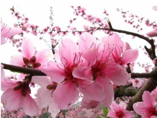 什么是桃花運(yùn)？什么是桃花劫？其實(shí)很簡單