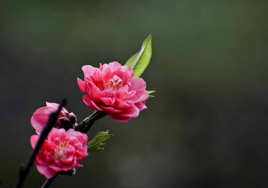 什么是桃花運(yùn)？什么是桃花劫？其實(shí)很簡單