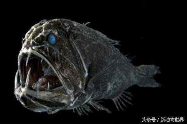 不止淡水之中有食人魚，海洋中還有一種名為食人魔魚的恐怖魚類！