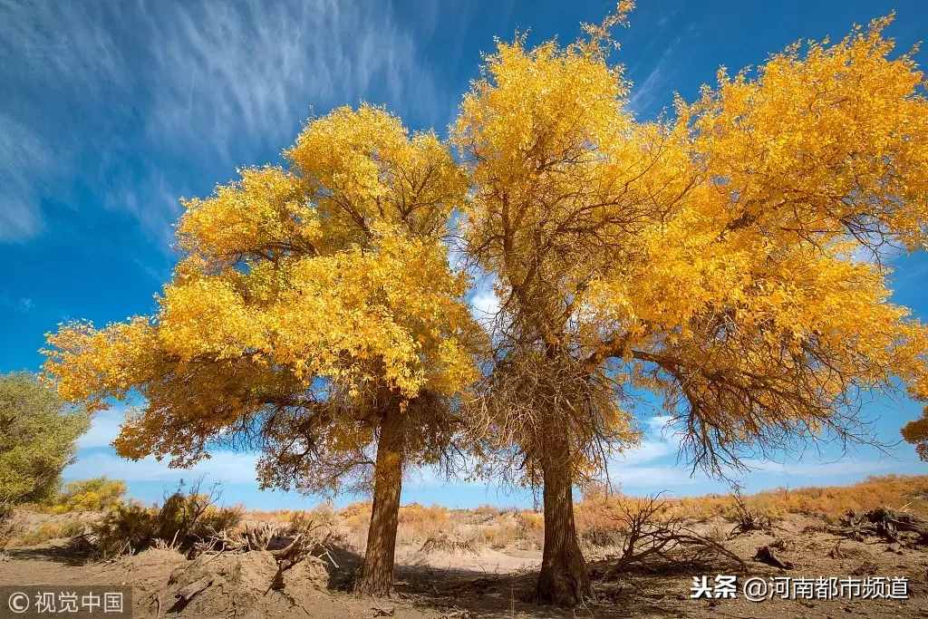 這對(duì)戀人躲在荒漠40年，妻子去世后他做了一個(gè)決定，感動(dòng)數(shù)人……