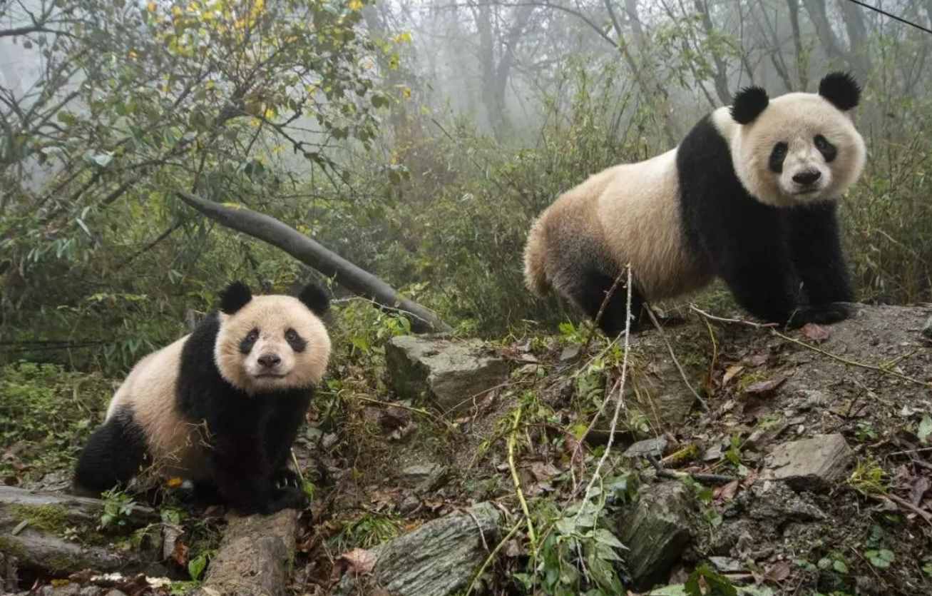 好消息！530條揚子鱷在安徽放歸野外，為什么要放，咬人了咋辦？