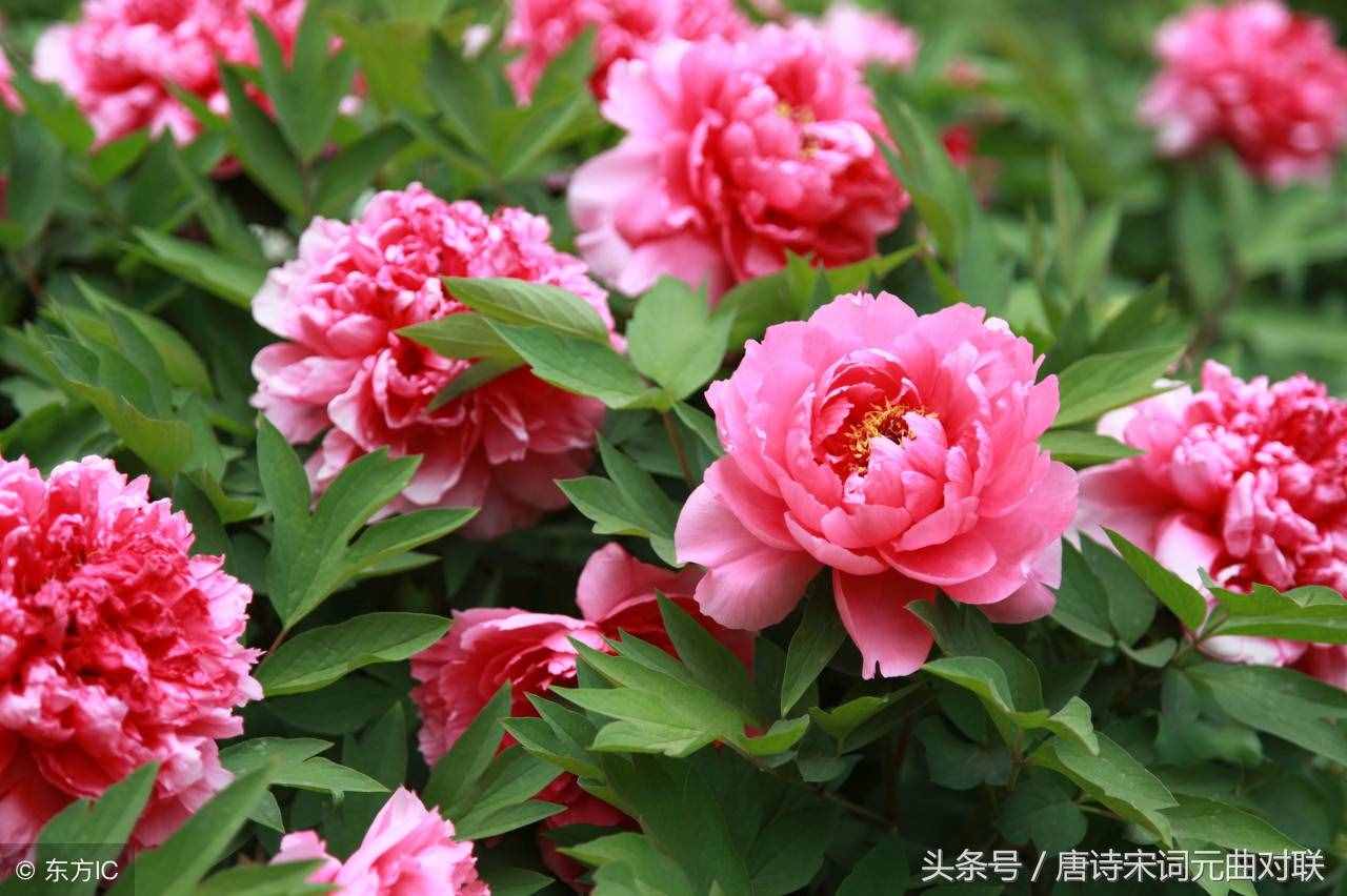 上聯(lián)：牡丹花開逢盛世；求下聯(lián)