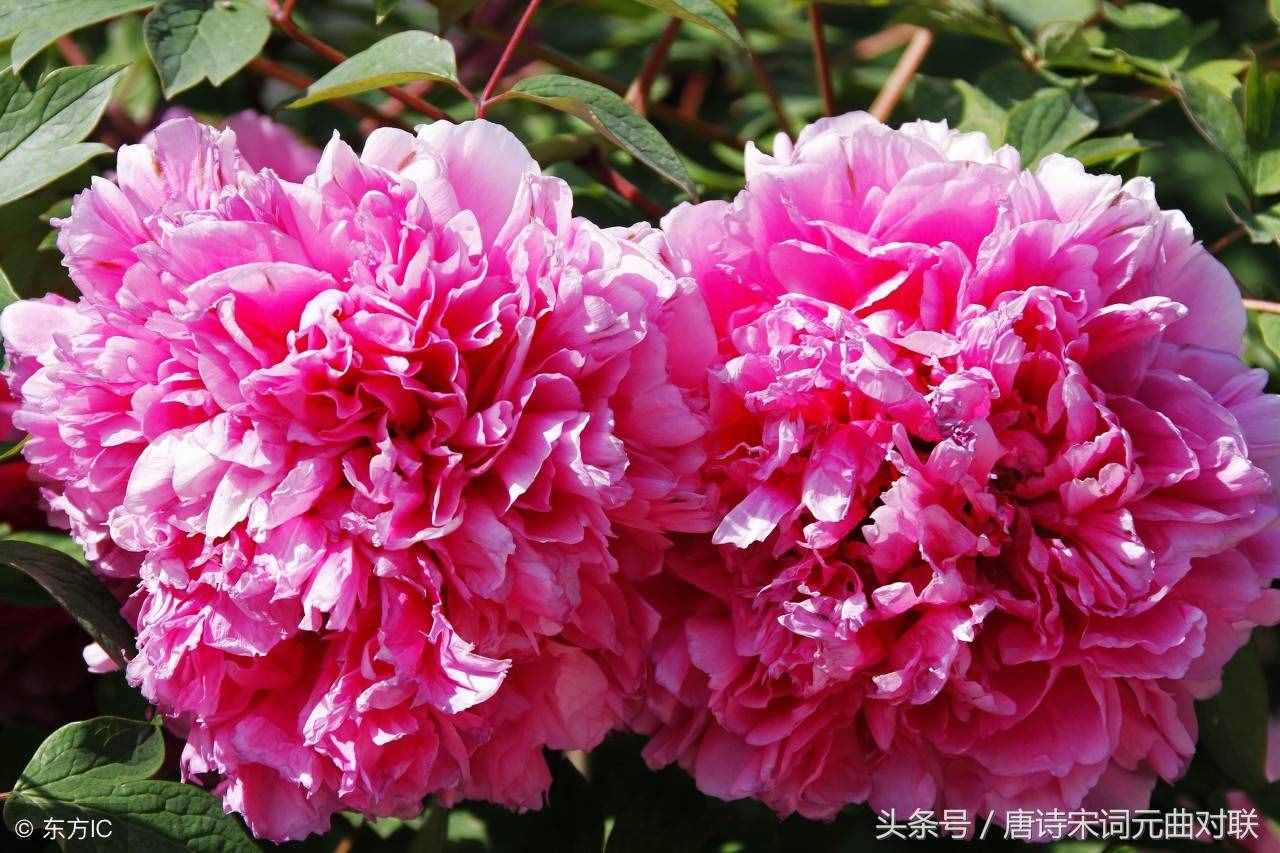 上聯(lián)：牡丹花開逢盛世；求下聯(lián)