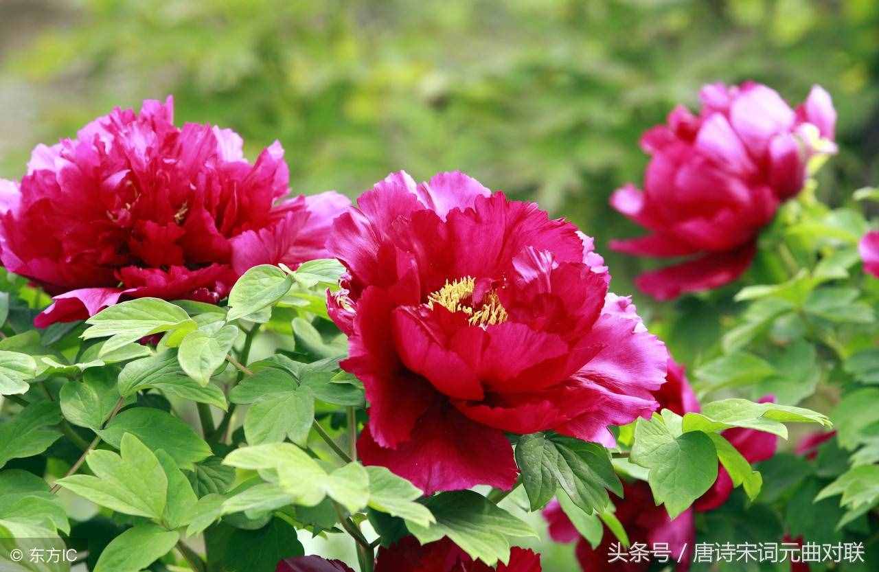 上聯(lián)：牡丹花開逢盛世；求下聯(lián)