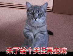 有這些特點的貓咪，可以給主人帶來“好運”