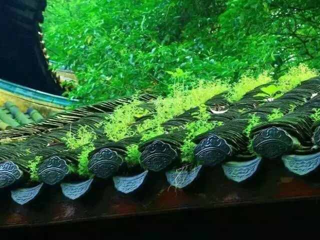 失傳已久的56首養(yǎng)生音樂，一曲終了，病退人安！