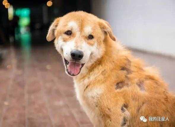 狗狗得了真菌性皮膚病該怎么辦？