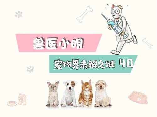 辟謠！柯基有必要斷尾嗎？斷尾的出發(fā)點真的是為了狗狗好嗎？