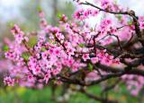 今日更新桃花運是什么意思（什么是桃花劫）