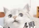 今日更新大學(xué)生應(yīng)該做什么(我上大學(xué)是來干什么的)