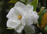 今日更新婚慶用花（ 10 種婚禮用鮮花）