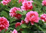 今日更新牡丹對(duì)聯(lián)（上聯(lián)牡丹花開(kāi)逢盛世）