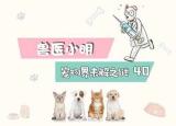 今日更新柯基斷尾（辟謠柯基有必要斷尾嗎）