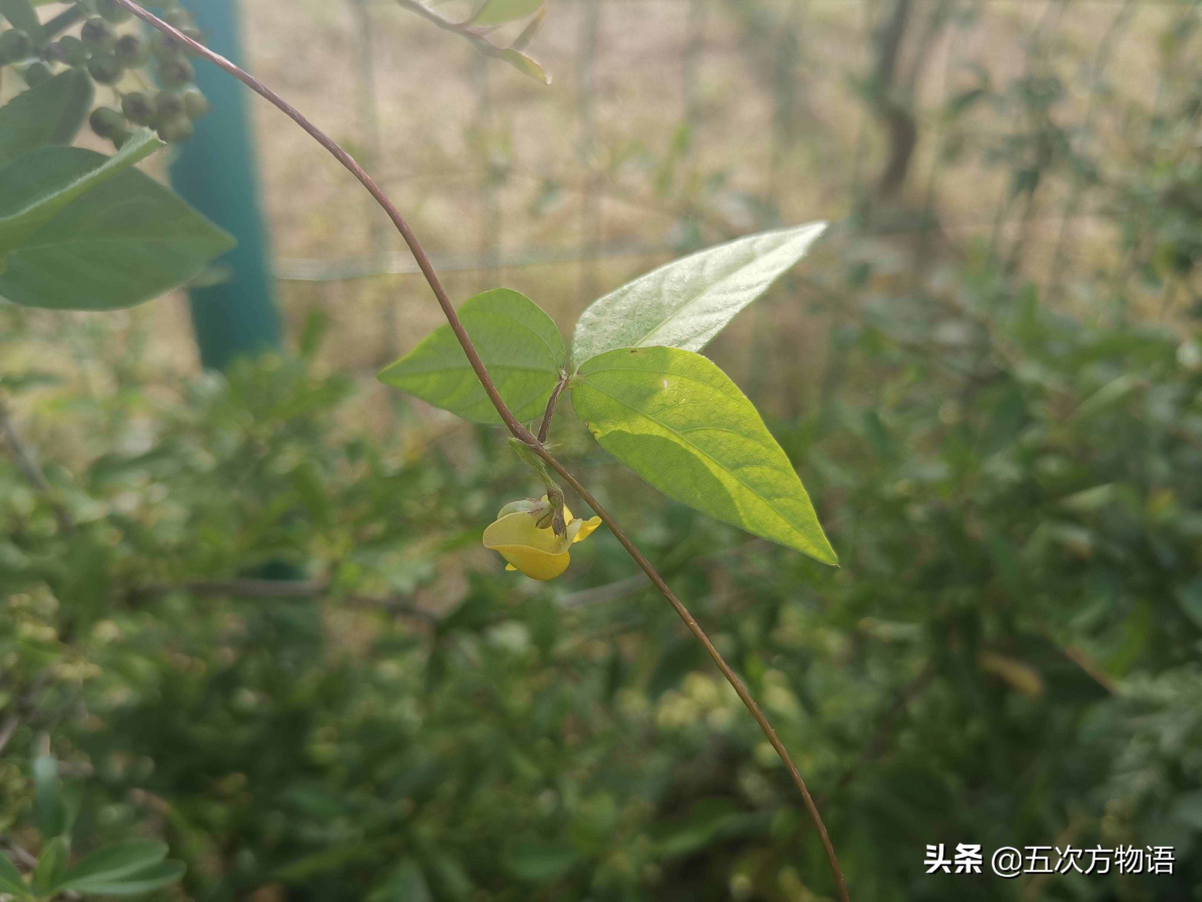 一種“神秘”的豆科植物