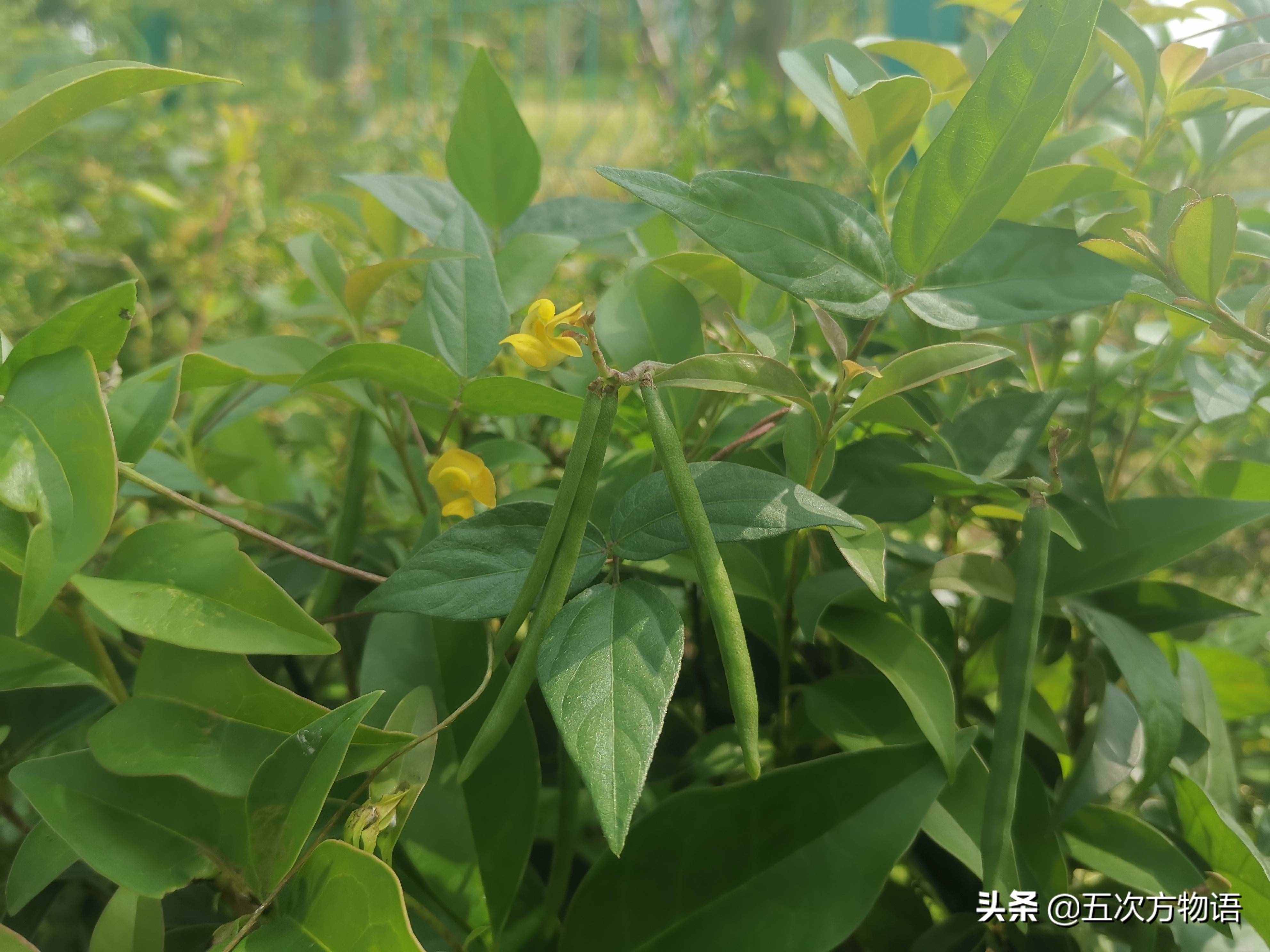 一種“神秘”的豆科植物