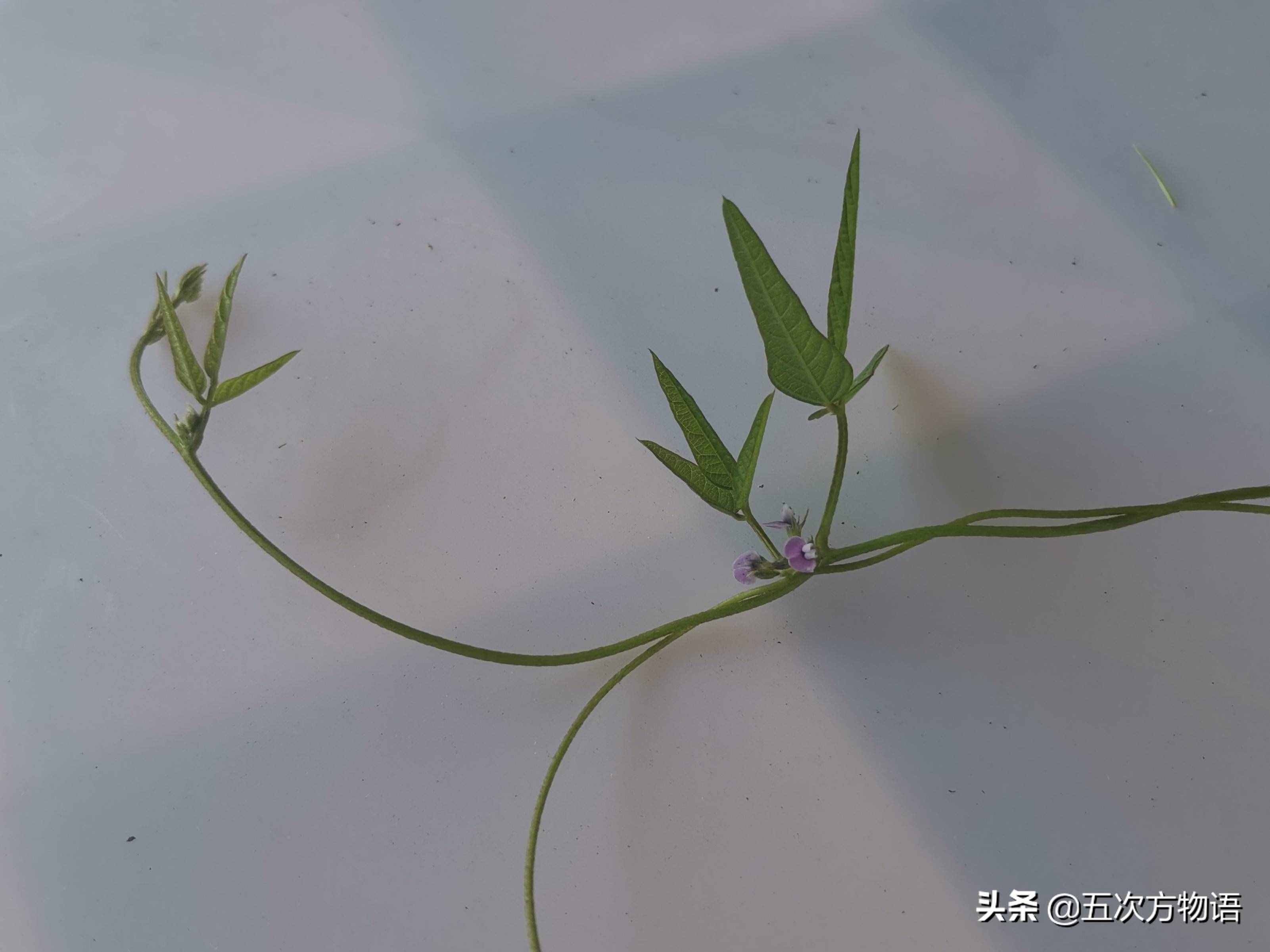 一種“神秘”的豆科植物
