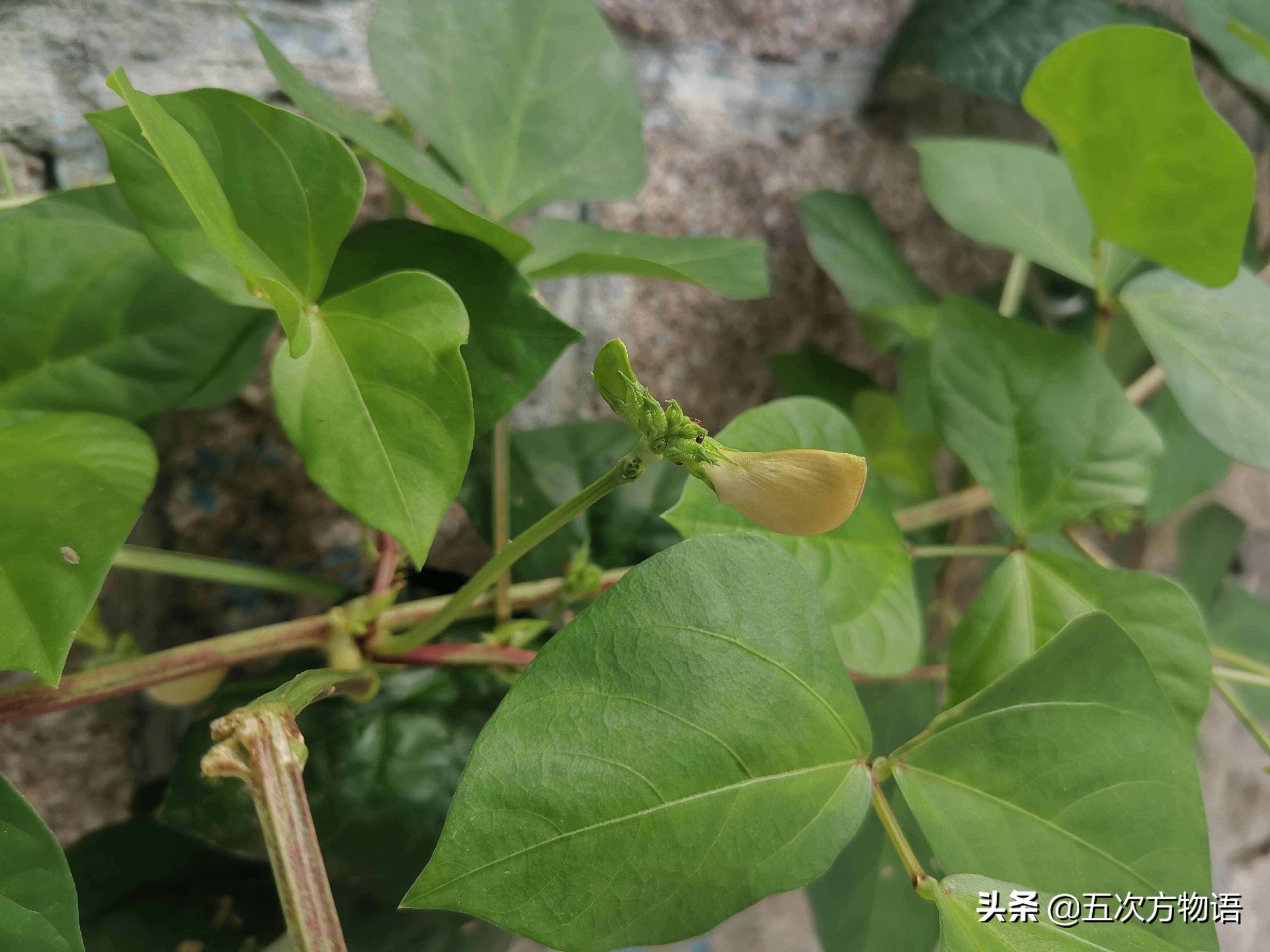 一種“神秘”的豆科植物