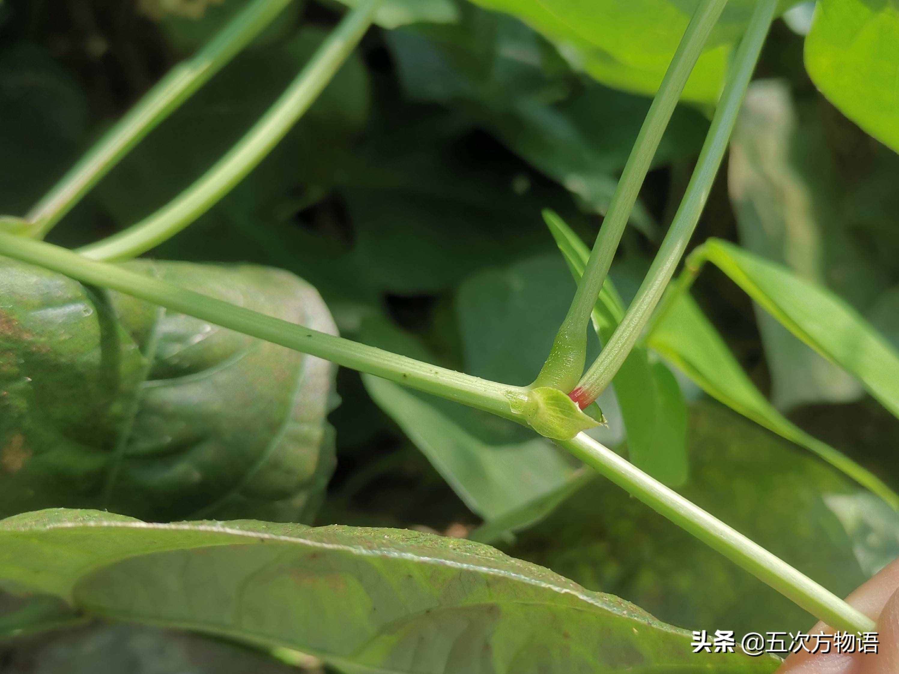 一種“神秘”的豆科植物