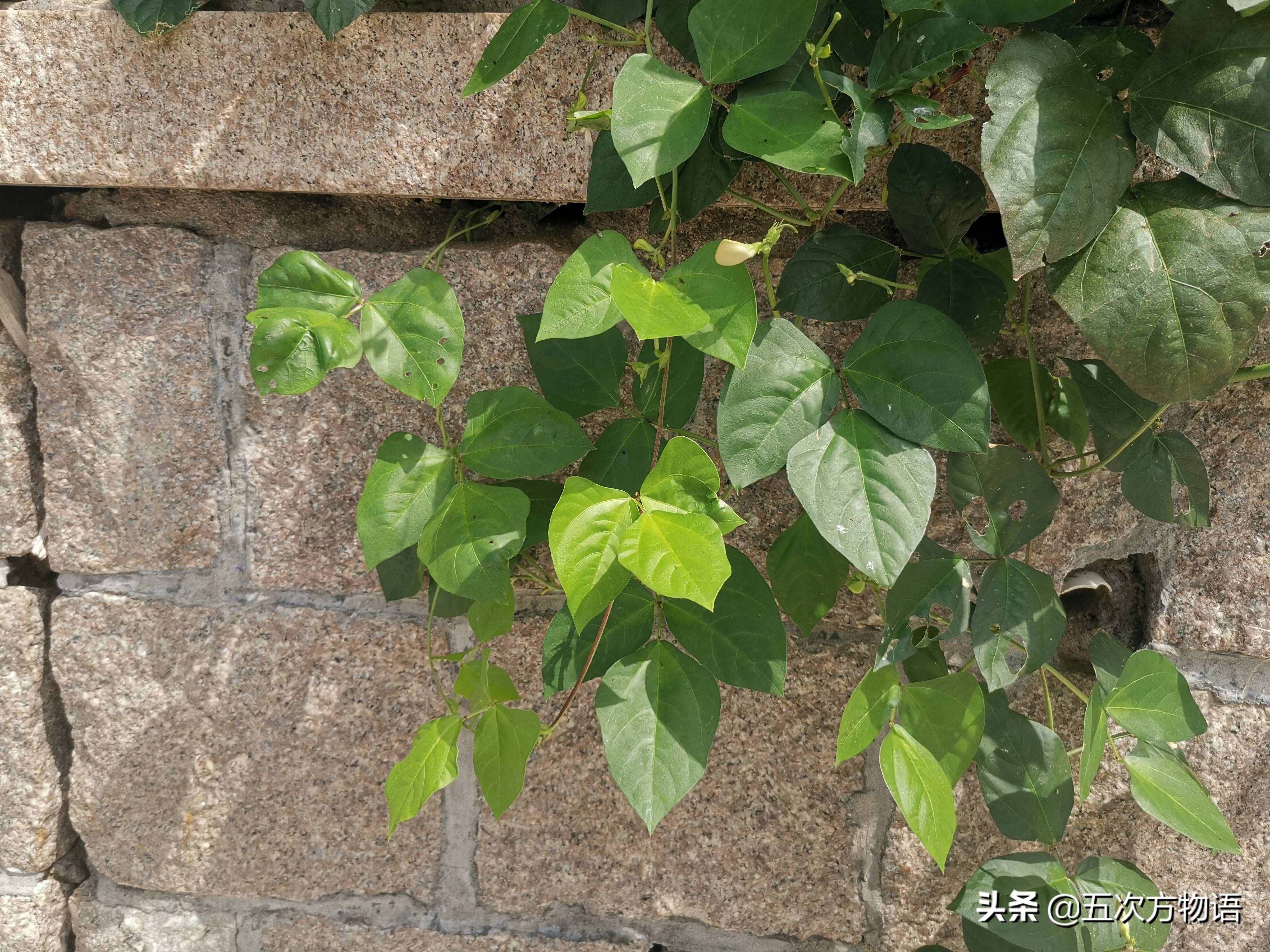 一種“神秘”的豆科植物