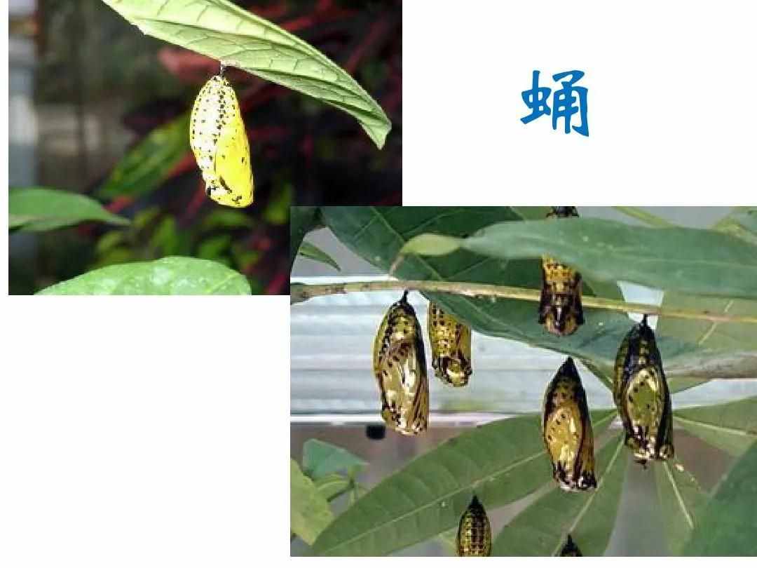 毛毛蟲變蝴蝶的蛻變過程，造物主所演化的生物進(jìn)程令人贊嘆