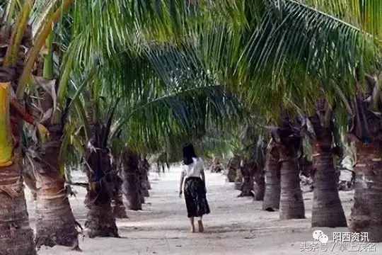 陽(yáng)西大樹(shù)島，碧海藍(lán)天也可以讓你忘記夏季的炎熱