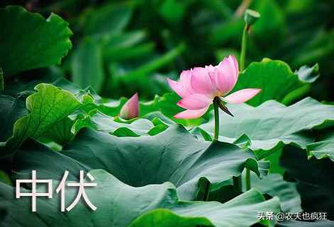 中伏到，俗語“頭伏餃子二伏面”，為何二伏要吃面，有啥說法嗎？