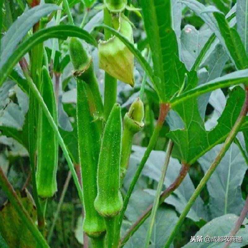 黃秋葵的種植方法！