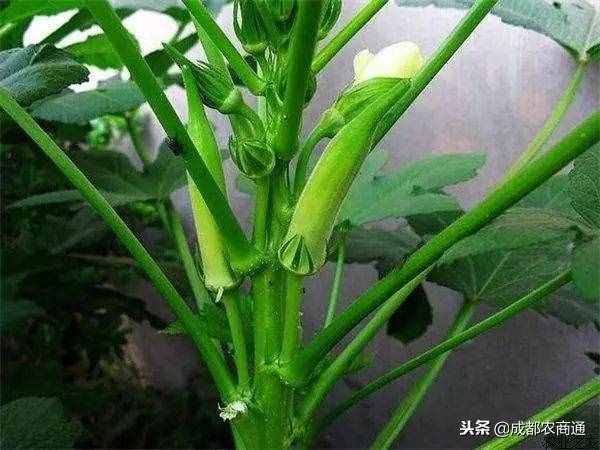黃秋葵的種植方法！