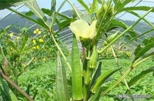 黃秋葵的種植方法！