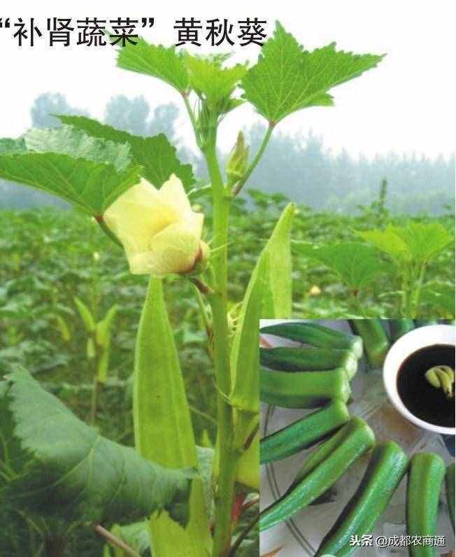 黃秋葵的種植方法！