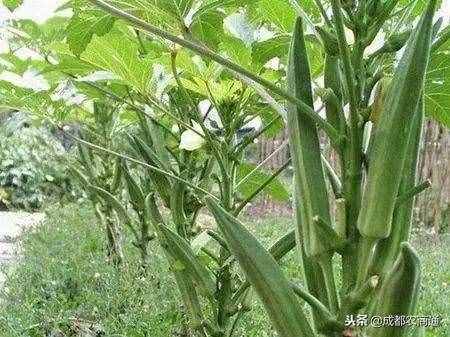 黃秋葵的種植方法！