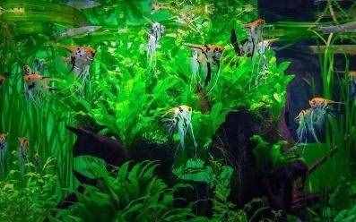 養(yǎng)水之前加入魚樂寶之類的化學(xué)物質(zhì)，對于觀賞魚有無危害？