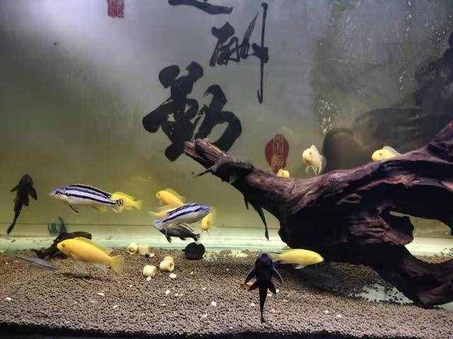 養(yǎng)水之前加入魚樂寶之類的化學(xué)物質(zhì)，對于觀賞魚有無危害？