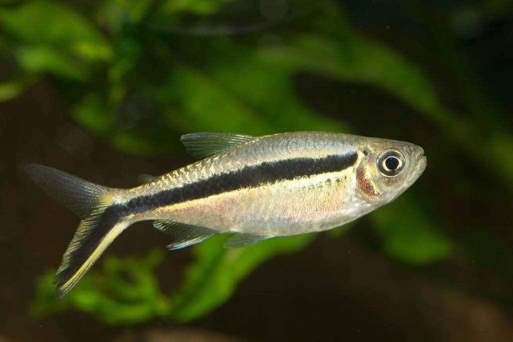 養(yǎng)水之前加入魚樂寶之類的化學(xué)物質(zhì)，對于觀賞魚有無危害？