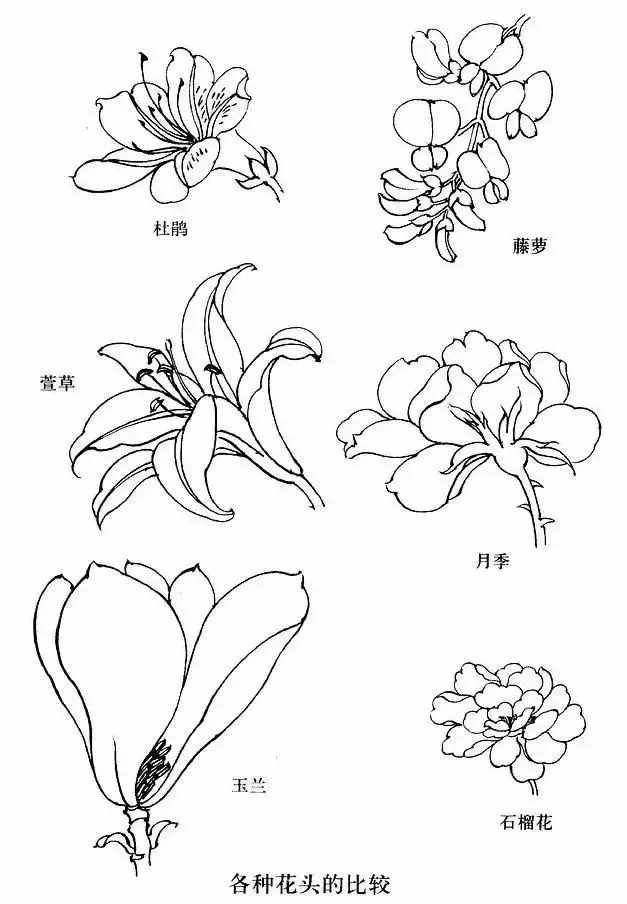 不會畫花卉？那是你沒有畫過這8種花卉畫法，簡單易學(xué)，快臨摹