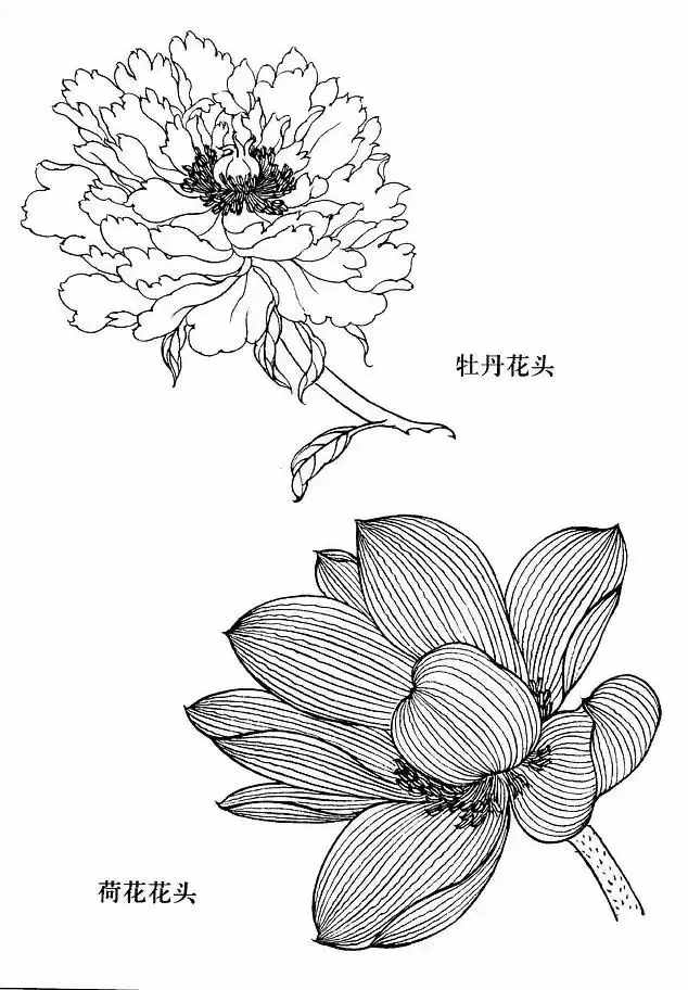 不會畫花卉？那是你沒有畫過這8種花卉畫法，簡單易學(xué)，快臨摹