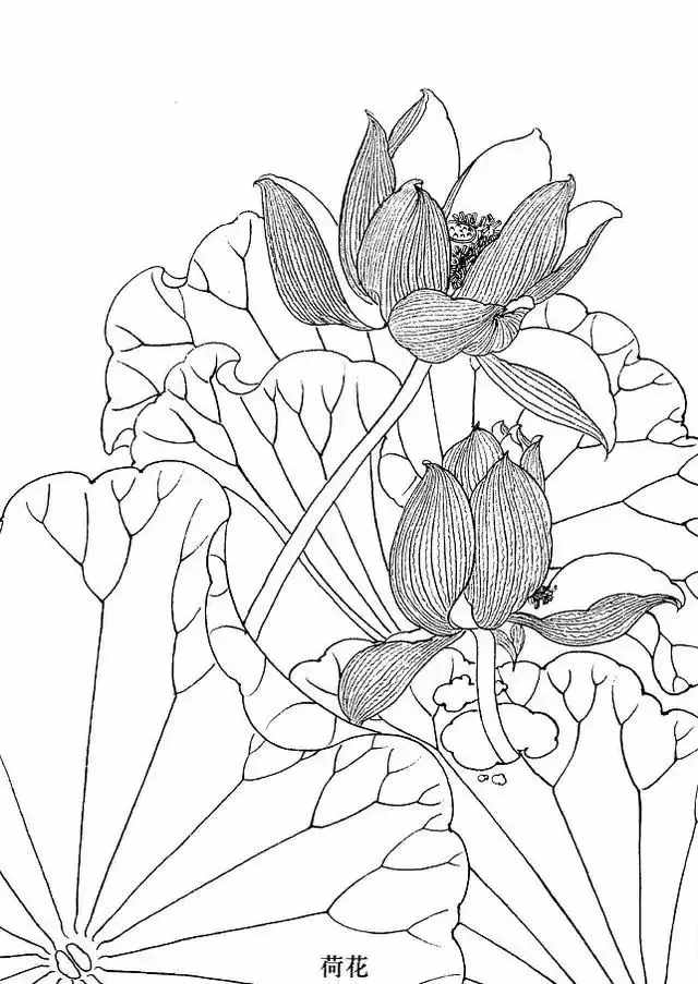不會畫花卉？那是你沒有畫過這8種花卉畫法，簡單易學(xué)，快臨摹
