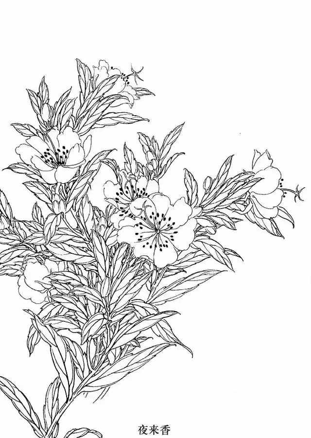 不會畫花卉？那是你沒有畫過這8種花卉畫法，簡單易學(xué)，快臨摹