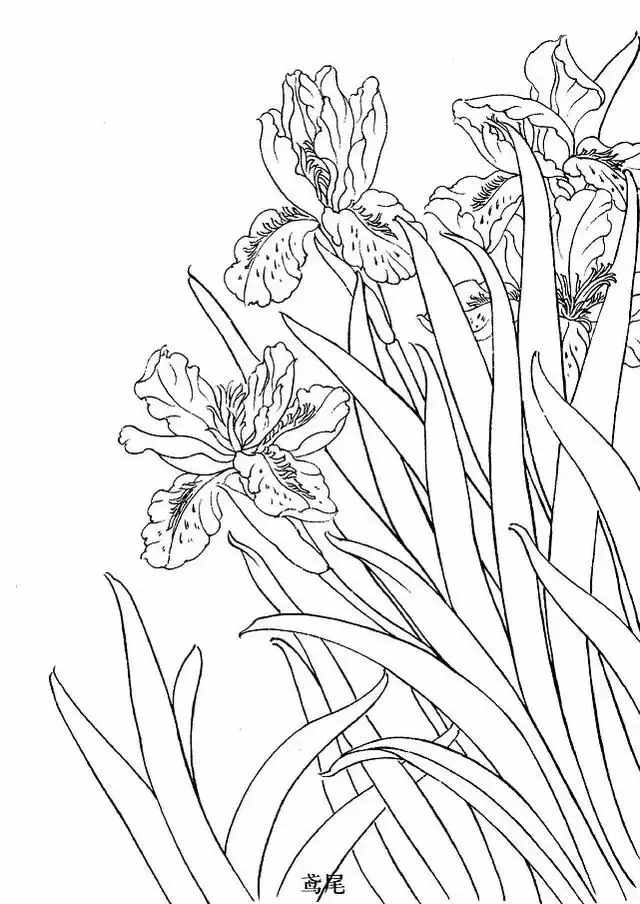 不會畫花卉？那是你沒有畫過這8種花卉畫法，簡單易學(xué)，快臨摹