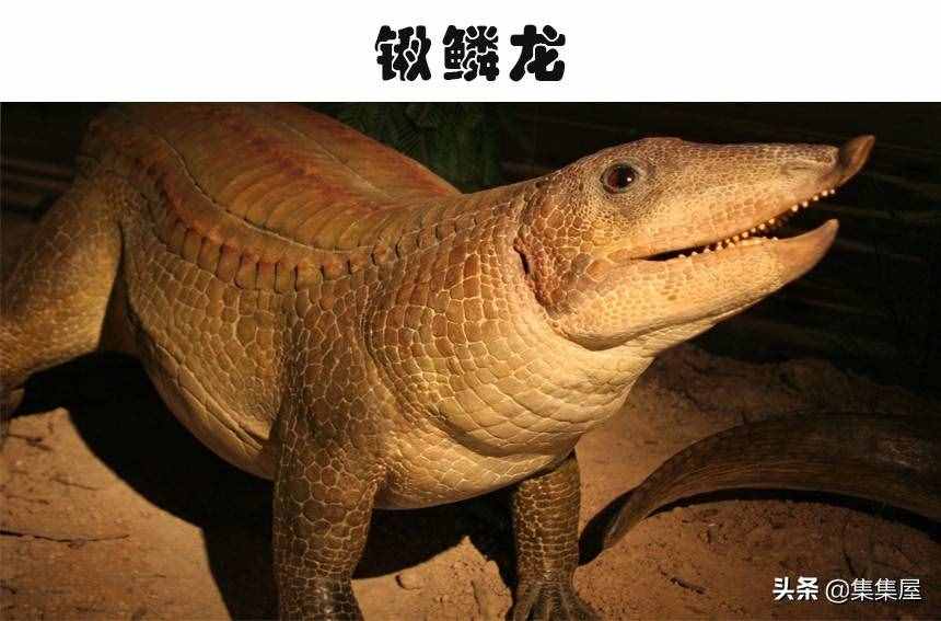科學(xué)家發(fā)現(xiàn)了有長頸鹿那么高的巨鳥！5個奇怪的史前生物發(fā)現(xiàn)