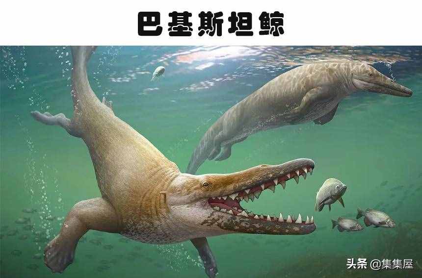 科學(xué)家發(fā)現(xiàn)了有長頸鹿那么高的巨鳥！5個奇怪的史前生物發(fā)現(xiàn)
