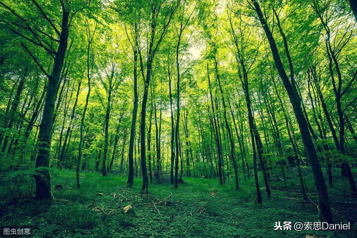 索思英語(yǔ)解碼單詞（第229個(gè)）——forest森林