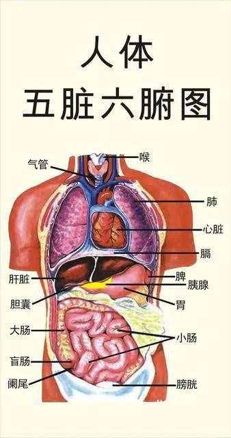 中醫(yī)講解六腑在人體中運行的功能關(guān)系