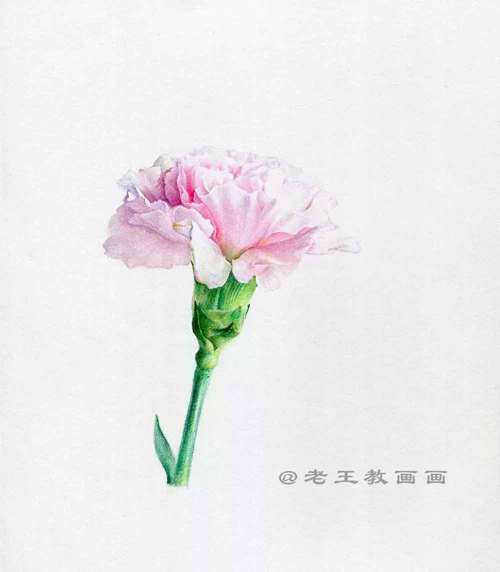 手繪一朵康乃馨，零基礎(chǔ)也能學(xué)會(huì)畫